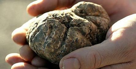 Le Feste del Tartufo nelle Marche Le Feste del Tartufo nelle Marche