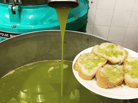 Torna a Scapezzano di Senigallia la Festa dell'Olio Nuovo Torna a Scapezzano di Senigallia la Festa dell'Olio Nuovo