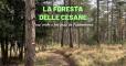 La foresta delle Cesane