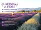Fioritura della lavanda a Il Lavandeto Di Assisi