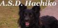 ASD Hachiko Centro Cinofilo CaniAmici