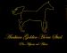 Arabiangoldenhorsestud